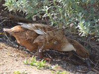 Duck5.jpg