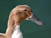 Duck3.jpg