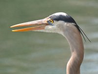BlueHeron.jpg