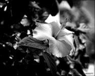 2-1-15 Arboredum   24 copy.jpg