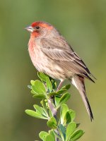 HouseFinch2.jpg