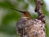 Hummer4.jpg