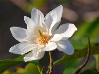 Magnolia.jpg