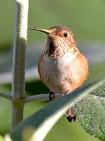 Hummer5.jpg