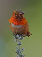 Hummer2.jpg