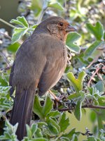 Towhee.jpg