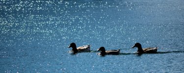 2015-02-02 Bonclarken Ducks - for upload.jpg