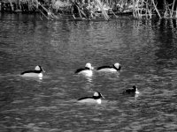 DSCN9106.jpg