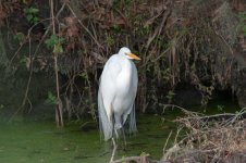 Egret-1.jpg