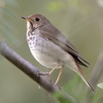 HermitThrush5.jpg