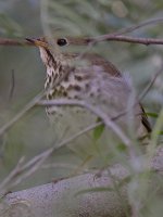 HermitThrush2.jpg