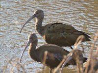 Ibis2.jpg