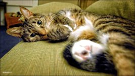 Wide Bill the Cat  1.jpg