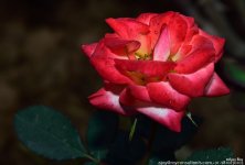 FSC_1050.jpg
