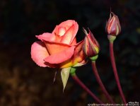 FSC_1051.jpg