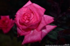 FSC_1054.jpg