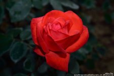 FSC_1057.jpg