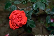 FSC_1059.jpg