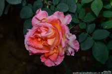 FSC_1062.jpg