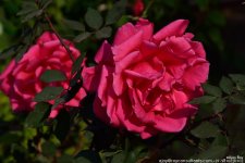 FSC_1068.jpg