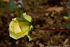 FSC_1070.jpg