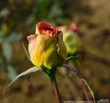 FSC_1073.jpg