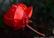 FSC_1081.jpg