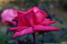 FSC_1087.jpg
