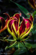 Flame Lily.jpg