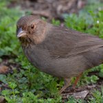 Towhee11.jpg