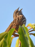 SongSparrow2.jpg