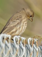 HouseFinch3.jpg