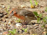 HouseFinch10.jpg