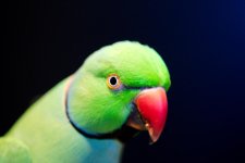 New 105mm Macro-0001.jpg