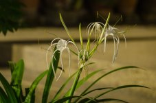 banbung-sunday-morning--19.jpg