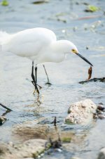 Snowy Egret w-FW Shrimp-2.jpg