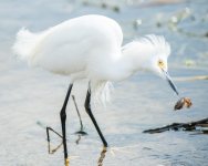 Snowy Egret w-FW Shrimp-4.jpg