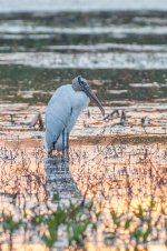 CBB Wood Stork-1.jpg