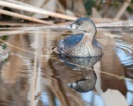Pied-Billed Grebe-1.jpg