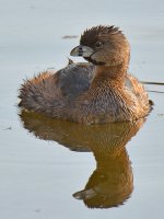 Grebe3.jpg