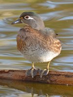 WoodDuckFemale2.jpg
