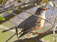 Robin4.jpg