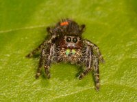 Spider.jpg