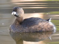 Grebe4.jpg