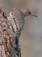 NorthernFlickerFemale3.jpg