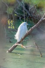 Framed Rimlit Snowy Egret -1.jpg