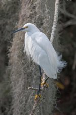 Snowy Egret on Limb-1.jpg