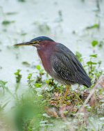 Green Heron with Fouled Bill-1.jpg
