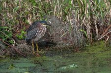 Green Heron-1.jpg