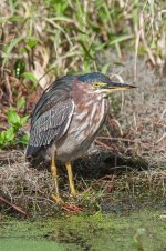 Green Heron-3.jpg